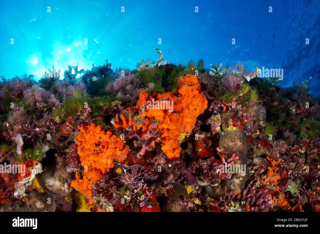 Vue sous-marine de l'éponge rouge-orange (Crambe crambe) dans le parc naturel de ses Salines (Formentera, Iles Baléares, Mer méditerranée, Espagne) Banque D'Images