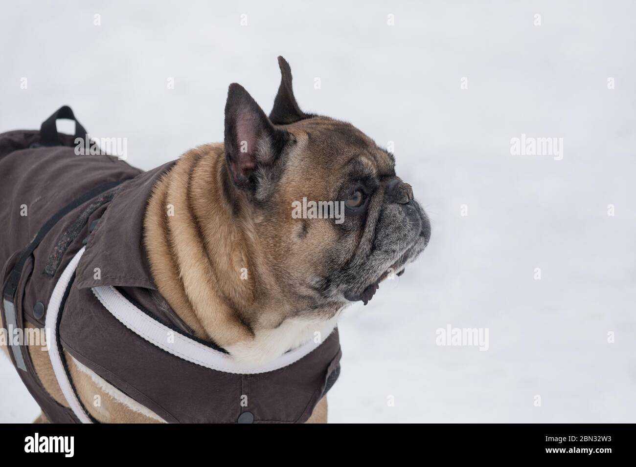 Le joli boulochon français dans de beaux vêtements pour animaux de compagnie est debout dans le parc d'hiver. Animaux de compagnie. Chien de race. Banque D'Images