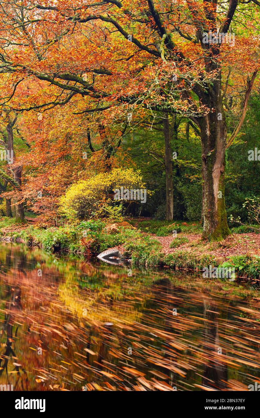 Forêt d'automne un long de la rivière Teigh avec des feuilles déchellanes flottant sur la rivière près du pont de Fingle, parc national de Dartmoor Banque D'Images