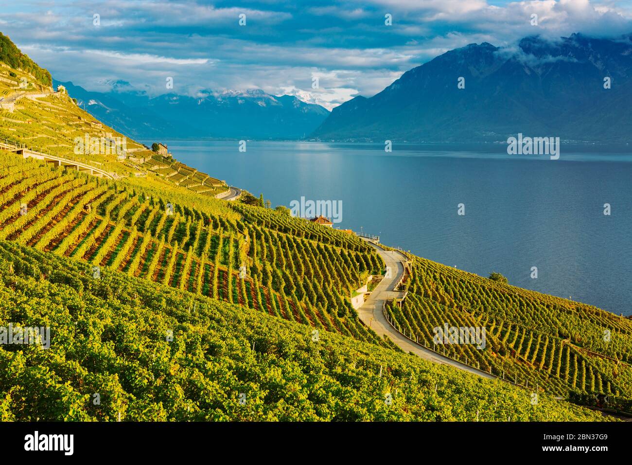 Lavaux, Suisse : Lac Léman et Alpes suisses paysage vu des courses de vignes de Lavaux dans le canton de Vaud Banque D'Images
