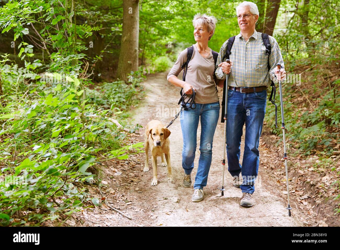 Couple d'aînés qui font de la randonnée avec leur chien en forêt en été Banque D'Images