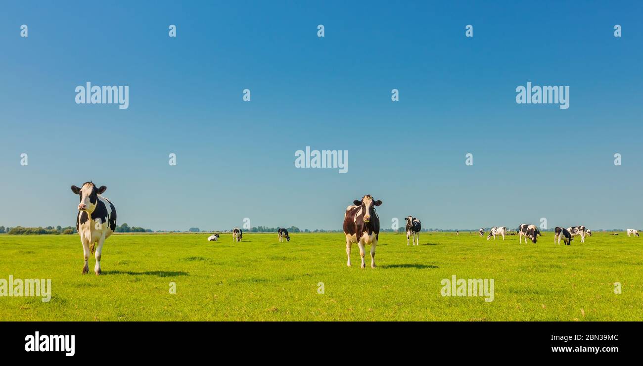 Image panoramique des vaches laitières dans la province néerlandaise de Friesland en été Banque D'Images