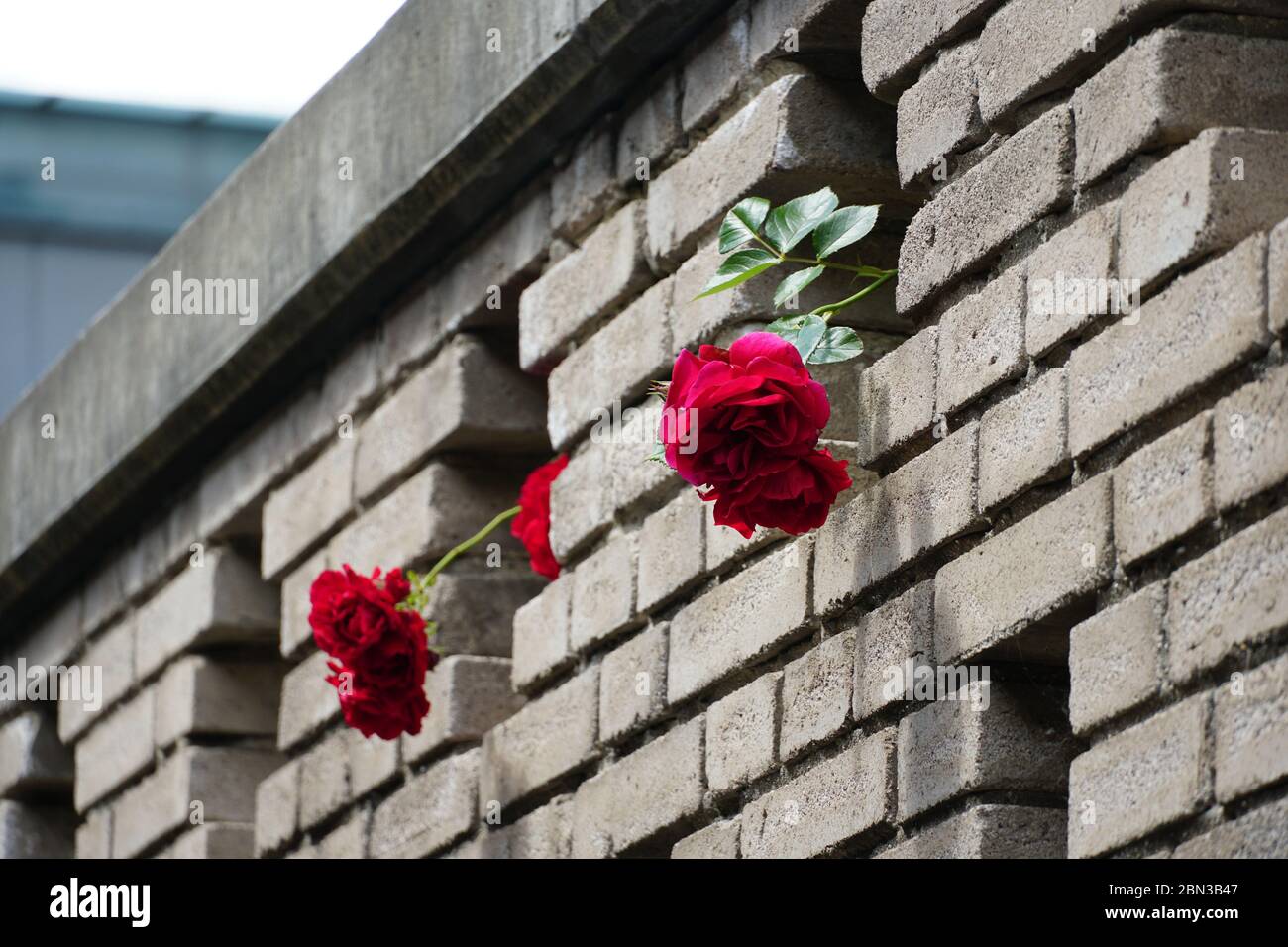 Deux roses chassent d'un trou dans le mur. Banque D'Images