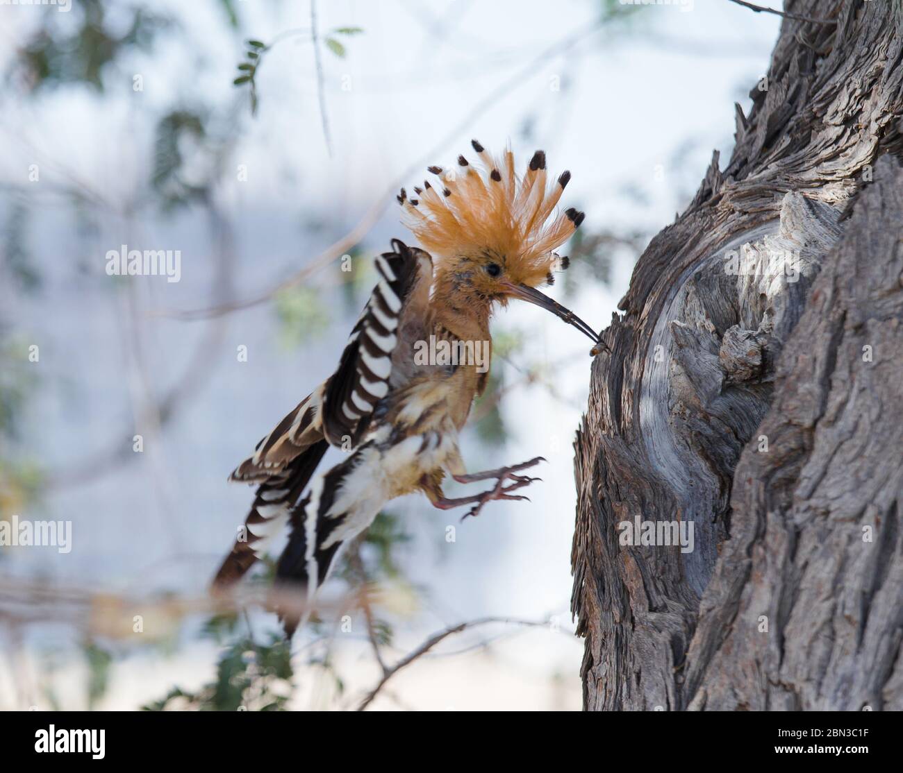 Un Hoopoe eurasien Upupa epops qui pecking une branche Banque D'Images