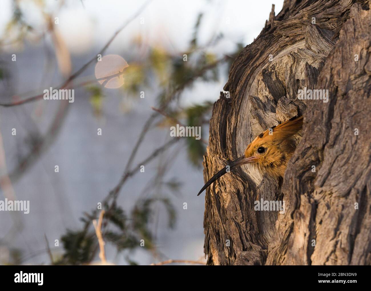 Les poussins d'oiseau Upupa Epops de Hoopoe eurasien ou de Hoopoe commun se préparent à voler hors du nid de trou Banque D'Images