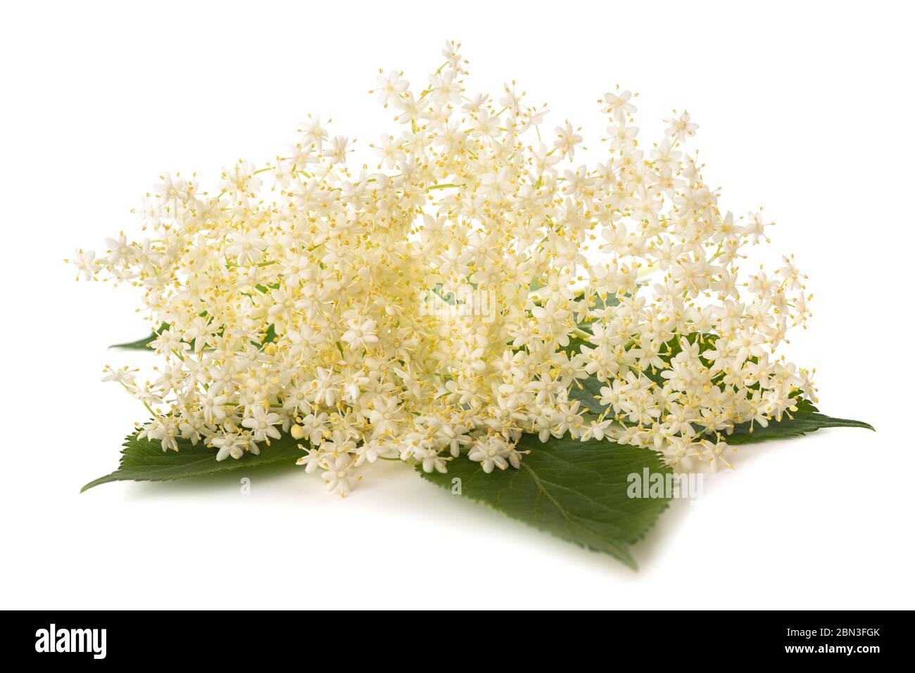 Fleurs de sureau isolé sur fond blanc Banque D'Images
