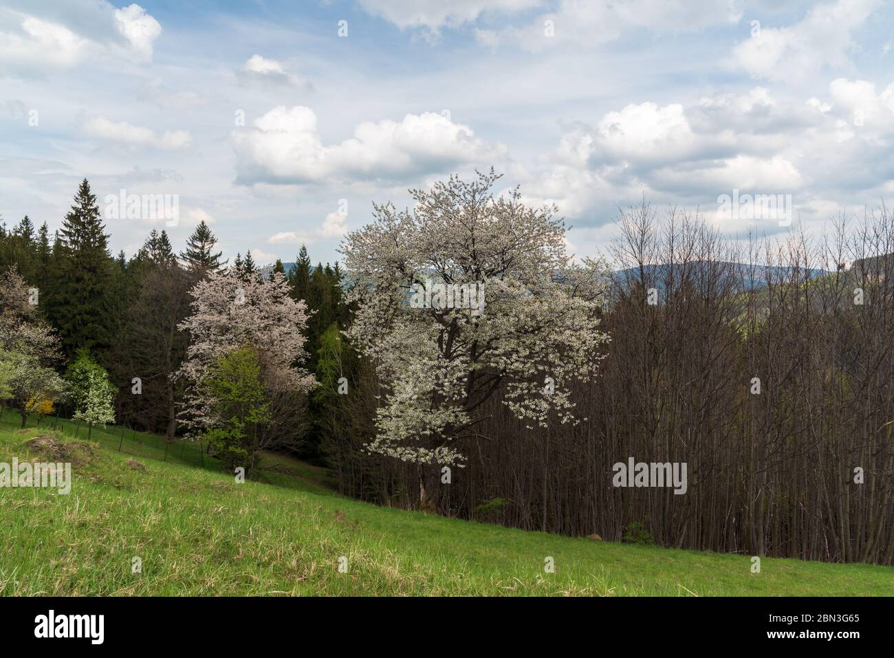 Paysage de montagne printanier avec prairie, arbres et collines en arrière-plan, colline de Travny dans les montagnes de Moravskoslezske Beskydy en République tchèque Banque D'Images