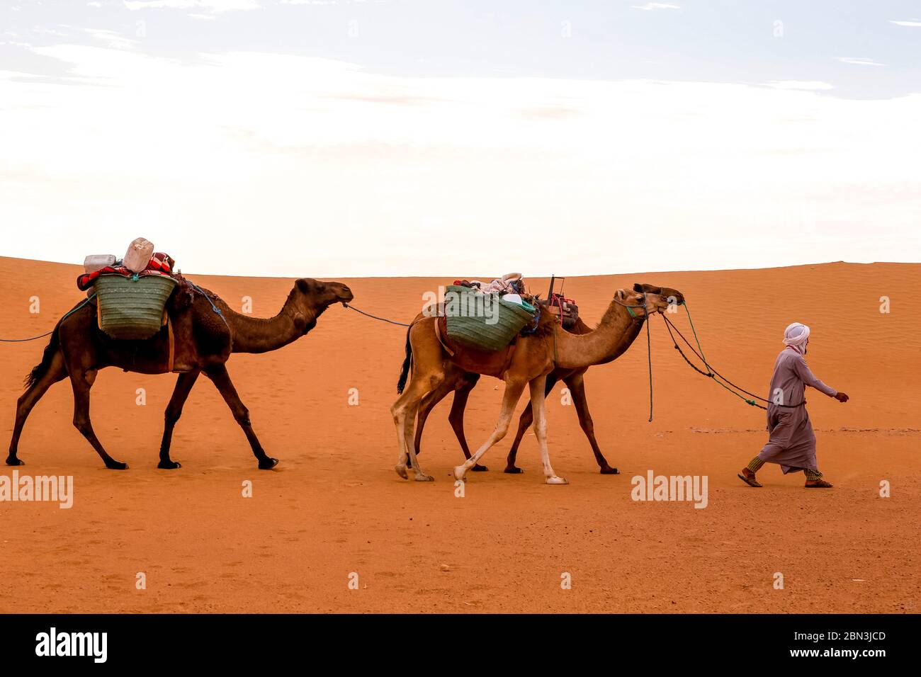 Beduin avec des dromadaires dans le désert marocain. Banque D'Images