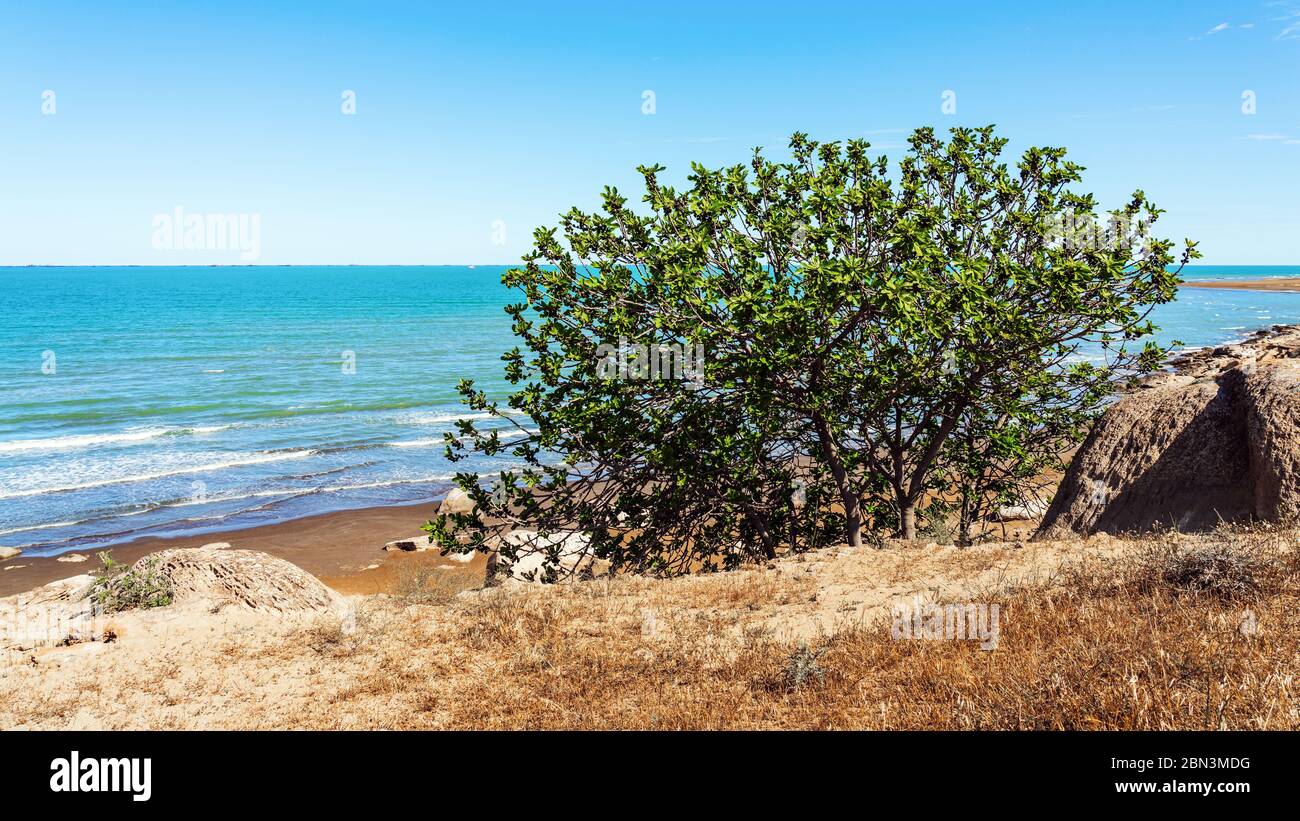 Figuier sur le flanc de la falaise, au bord de la mer Banque D'Images