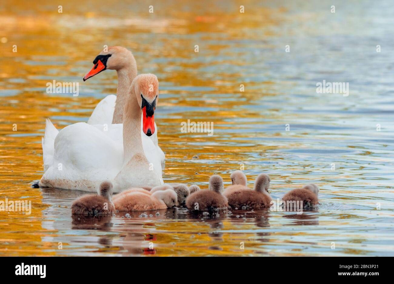 Cygne. Cygnes blancs. OIE. Famille Swan marchant sur l'eau. Oiseau de cygne avec petits cygnes. Cygnes avec oisillons. Banque D'Images