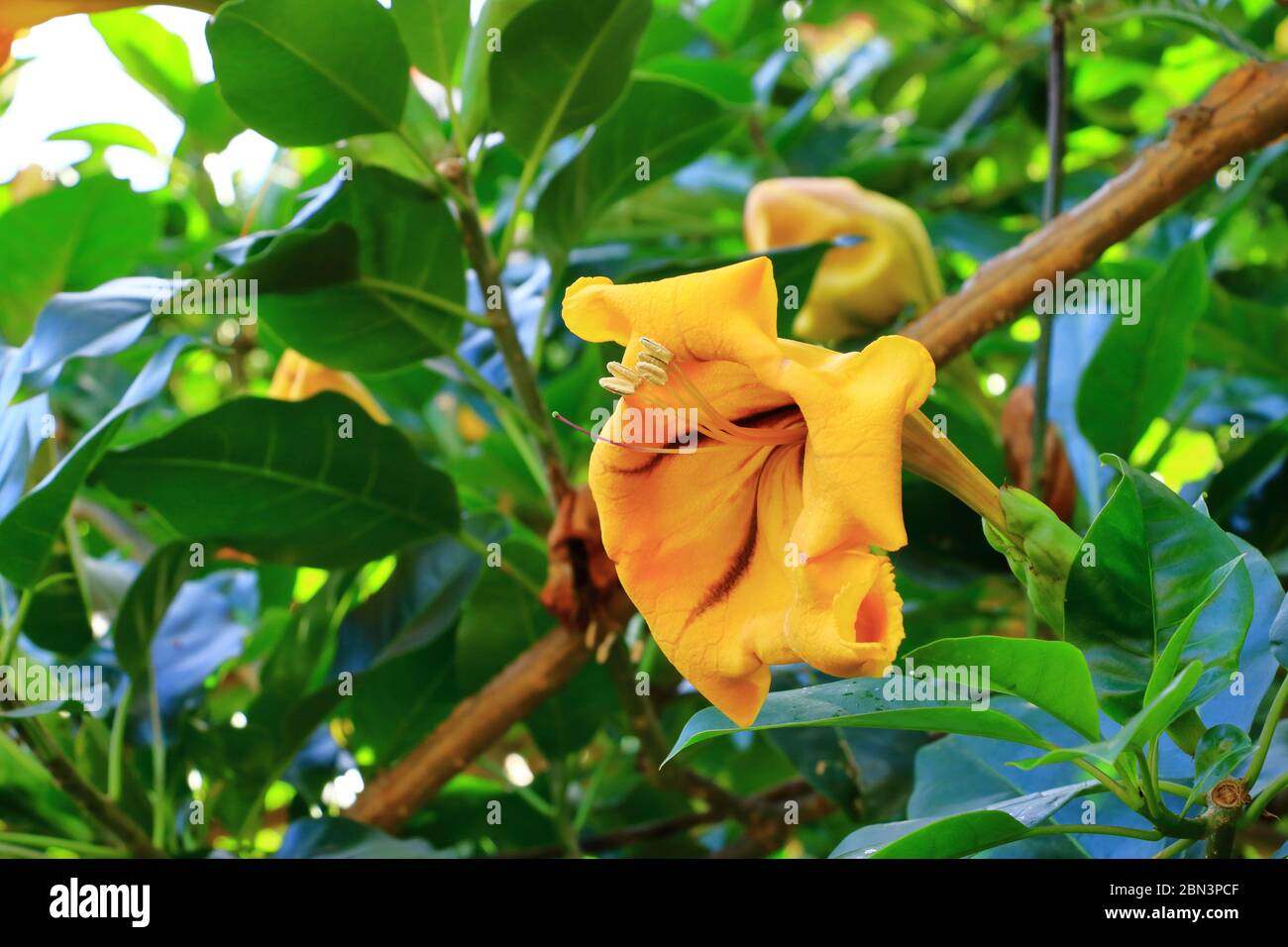 Solandra maxima fleur de la Gomera sur les îles Canaries Banque D'Images