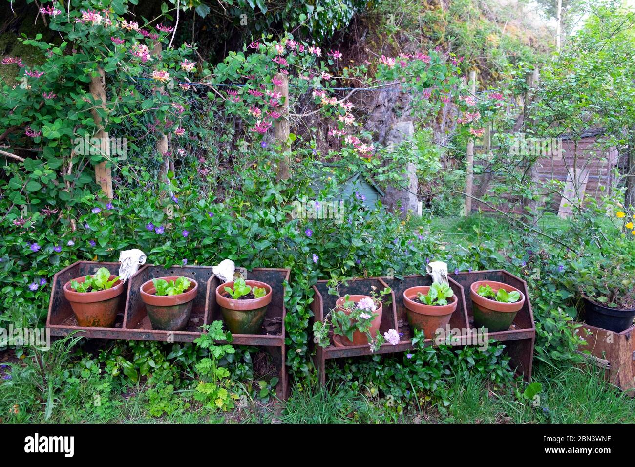Laitue plantée dans une rangée de pots de terre cuite sur un vieux peuplement agricole dans un jardin de campagne avec chèvrefeuille sur la clôture Wales UK KATHY DEWITT Banque D'Images