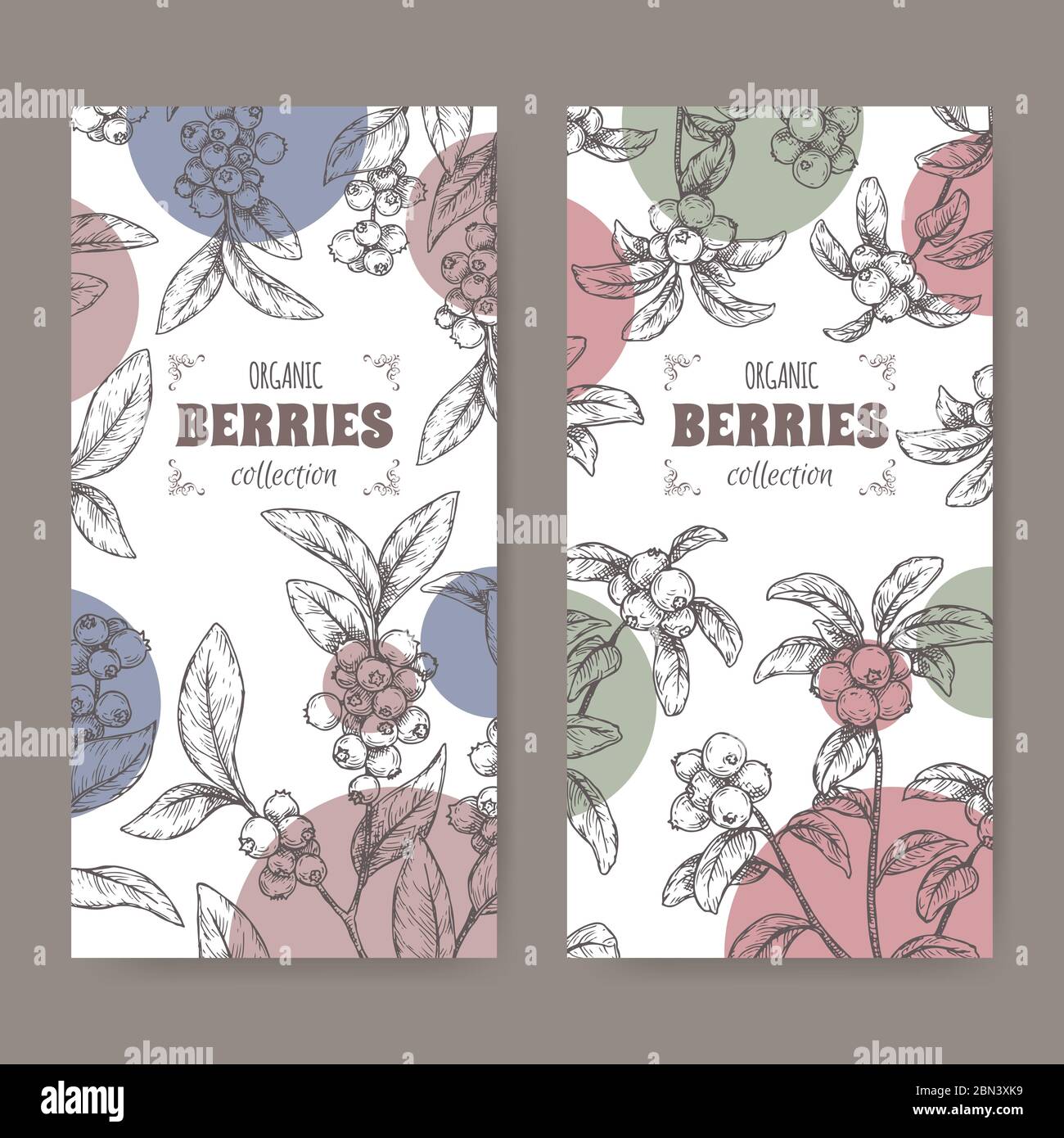 Ensemble de deux étiquettes avec le dessin de branche de myrtille alias Vaccinium corymbosum et Cranberry aka Vaccinium oxycoccos. Illustration de Vecteur