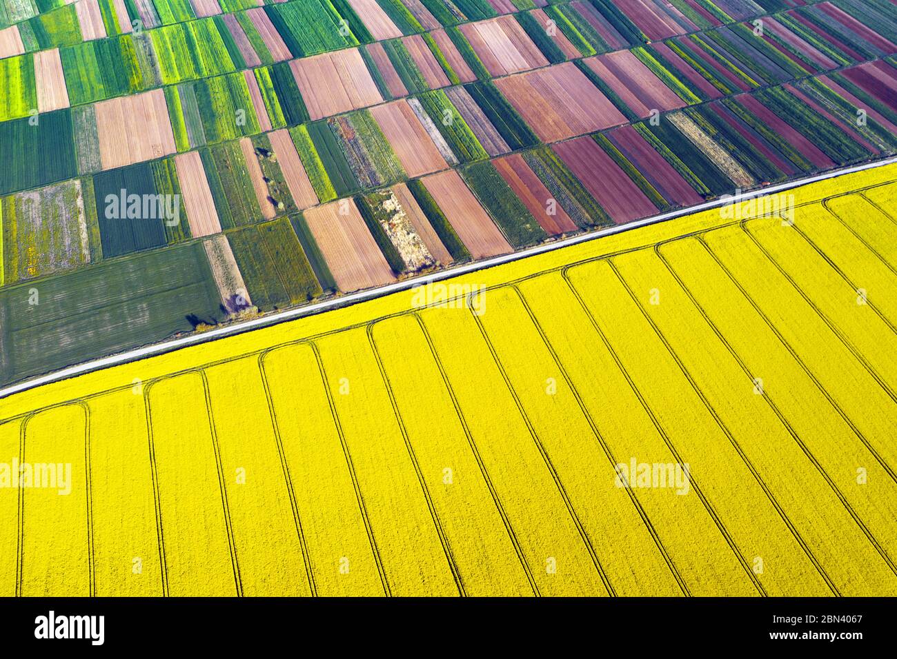 Vue en haut d'un drone aérien sur un champ de colza jaune fleuri avec des lignes de chenilles de tracteur et des jardins verts et bruns les jours ensoleillés de printemps ou d'été. Arrière-plan nature, photographie de paysage Banque D'Images
