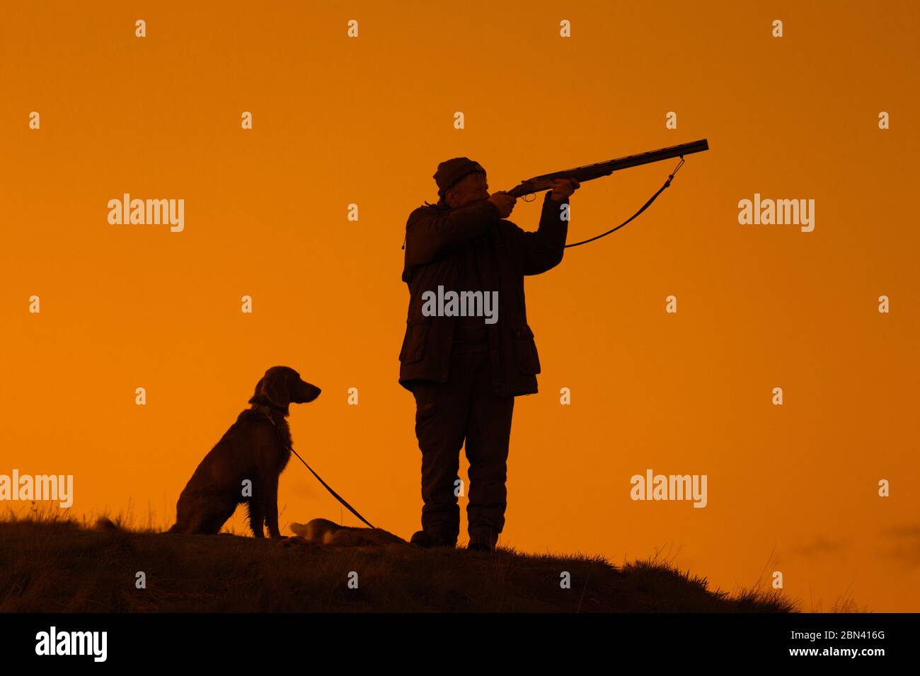 Chasseur dans la prairie au coucher du soleil / tir au lever du soleil avec fusil de chasse / fusil de chasse et chien Weimaraner silhoueté contre le ciel orange Banque D'Images