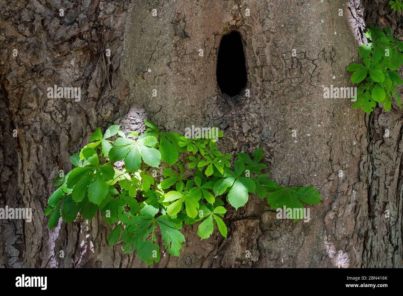 Cavité naturelle dans le tronc du châtaignier (Aesculus hippocastanum) offrant un site de nidification pour les oiseaux, les martres de pin et d'autres animaux Banque D'Images
