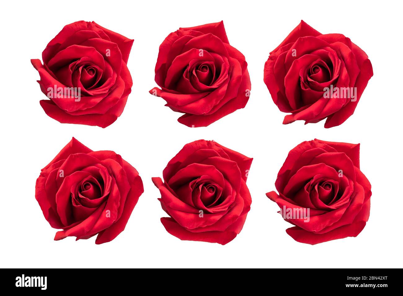 Roses rouges de Saint-Valentin isolées sur blanc. Banque D'Images