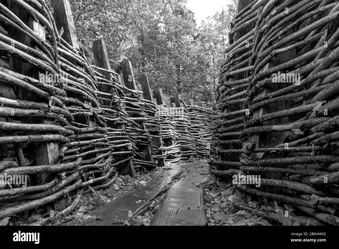 Un système de tranchées et des bunkers de l'armée allemande utilisés pendant la première Guerre mondiale à Bayernwald (Bayern Wood) près d'Ypres, Belgique. Banque D'Images