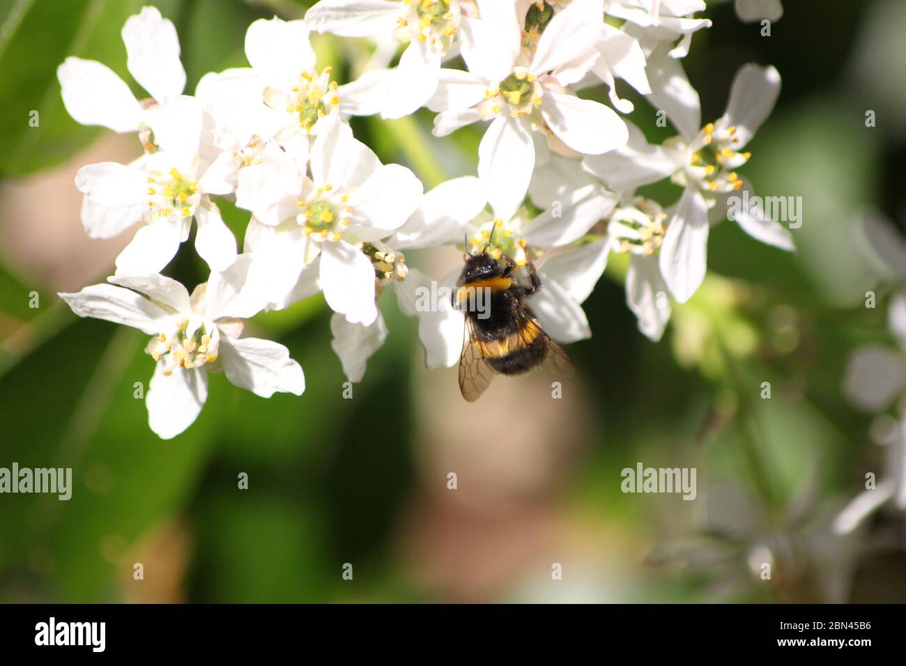 ABEILLE / BOURDON Banque D'Images