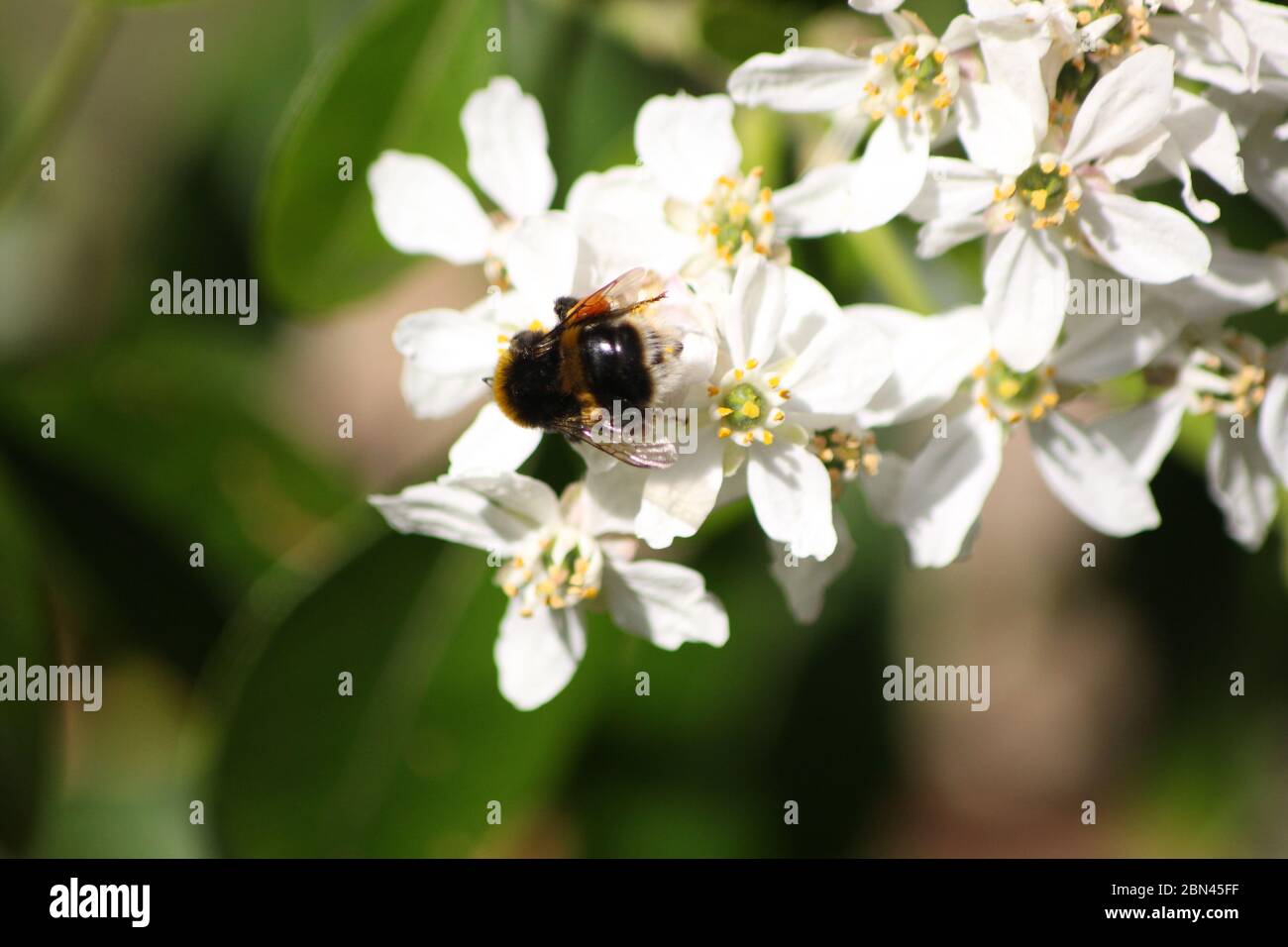 ABEILLE / BOURDON Banque D'Images