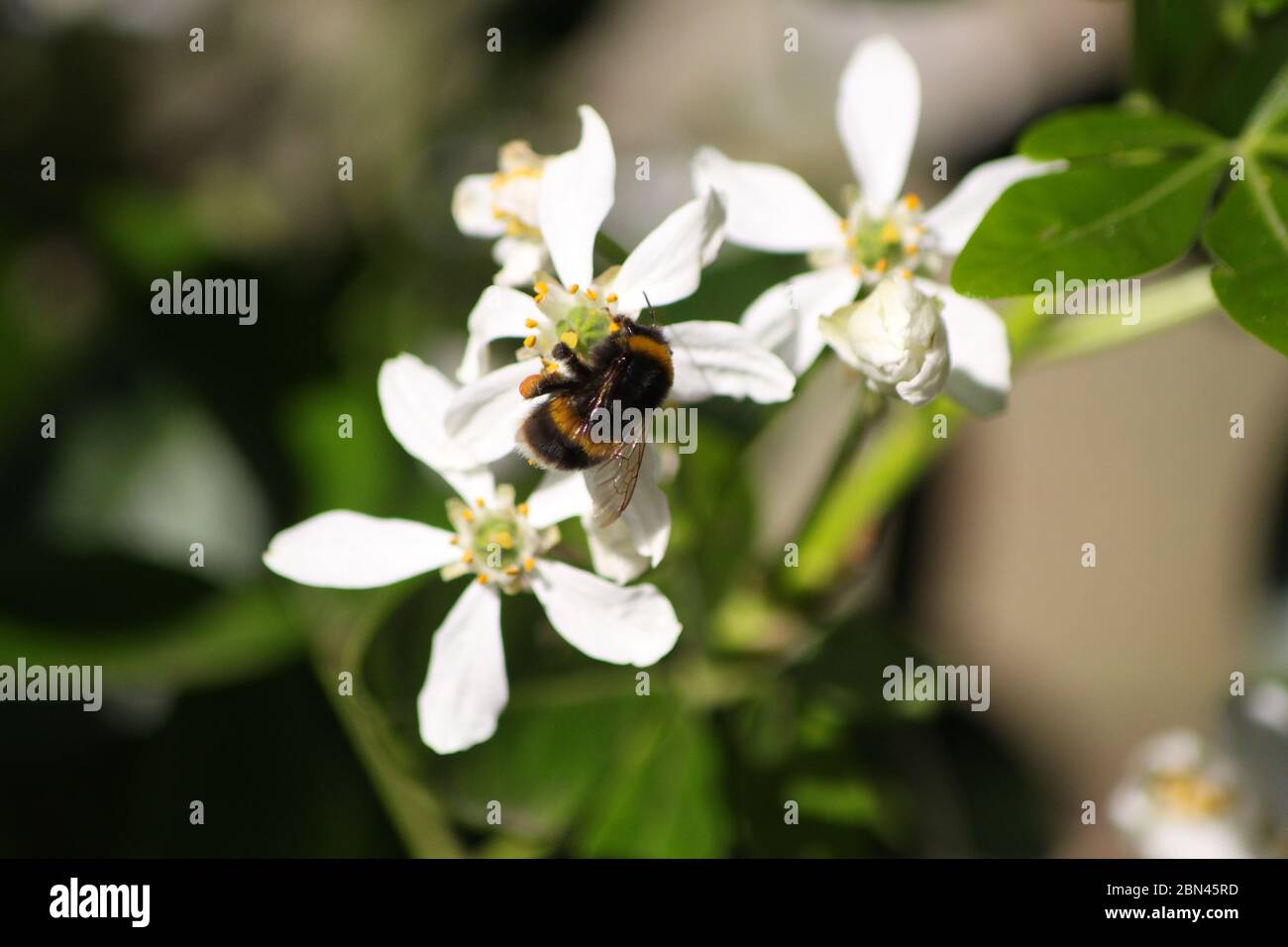 ABEILLE / BOURDON Banque D'Images