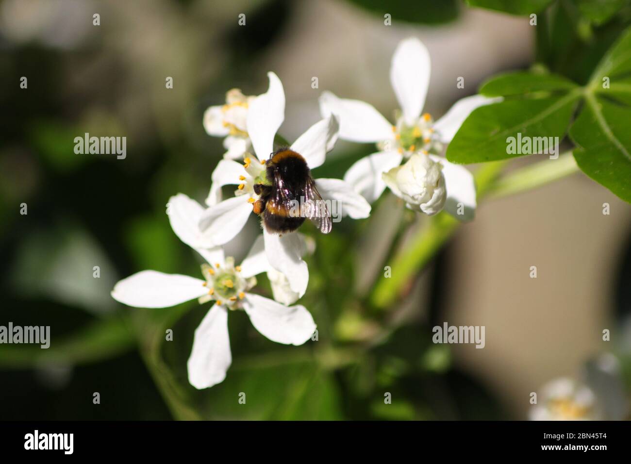 ABEILLE / BOURDON Banque D'Images