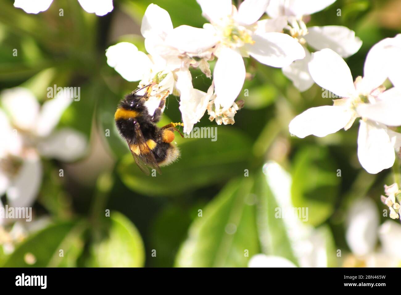 ABEILLE / BOURDON Banque D'Images