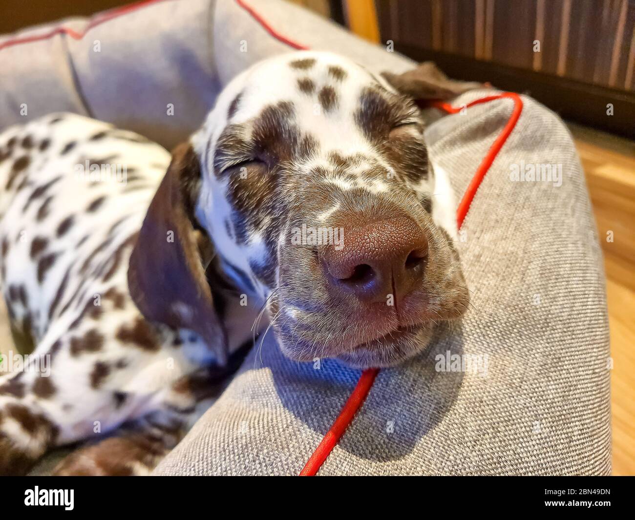 Mon chien, chance, renifler l'appareil photo avec son parfait froid,  humide, gros, nez brun et les yeux fermés.le chien dalmatien chocolat brun  dort. En veille Photo Stock - Alamy