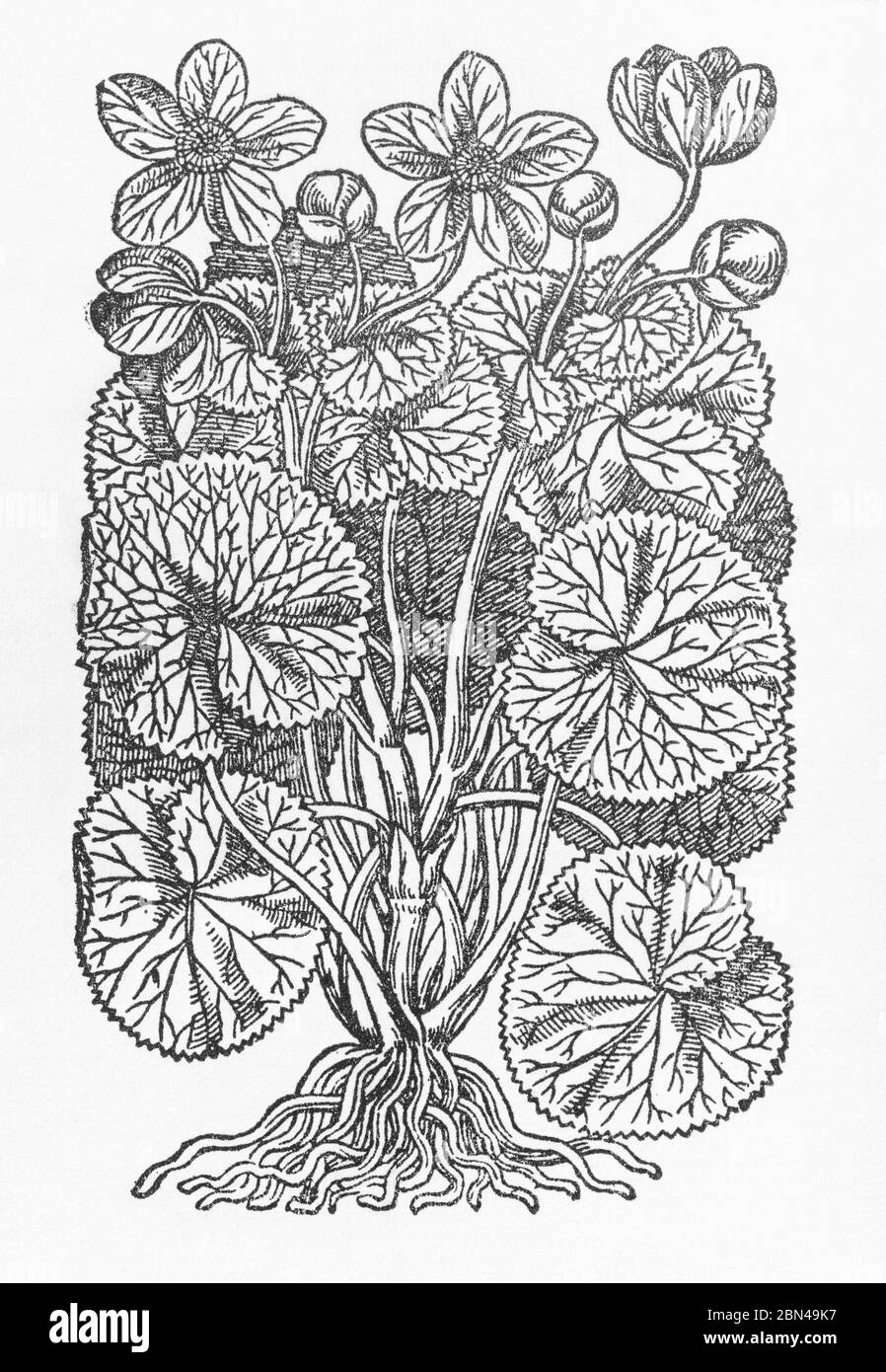 Marsh Marigold / Caltha palustris plante coupée en bois de Gerarde's Herball, Histoire des plantes. Il le désigne comme C. palustris major. P670 Banque D'Images
