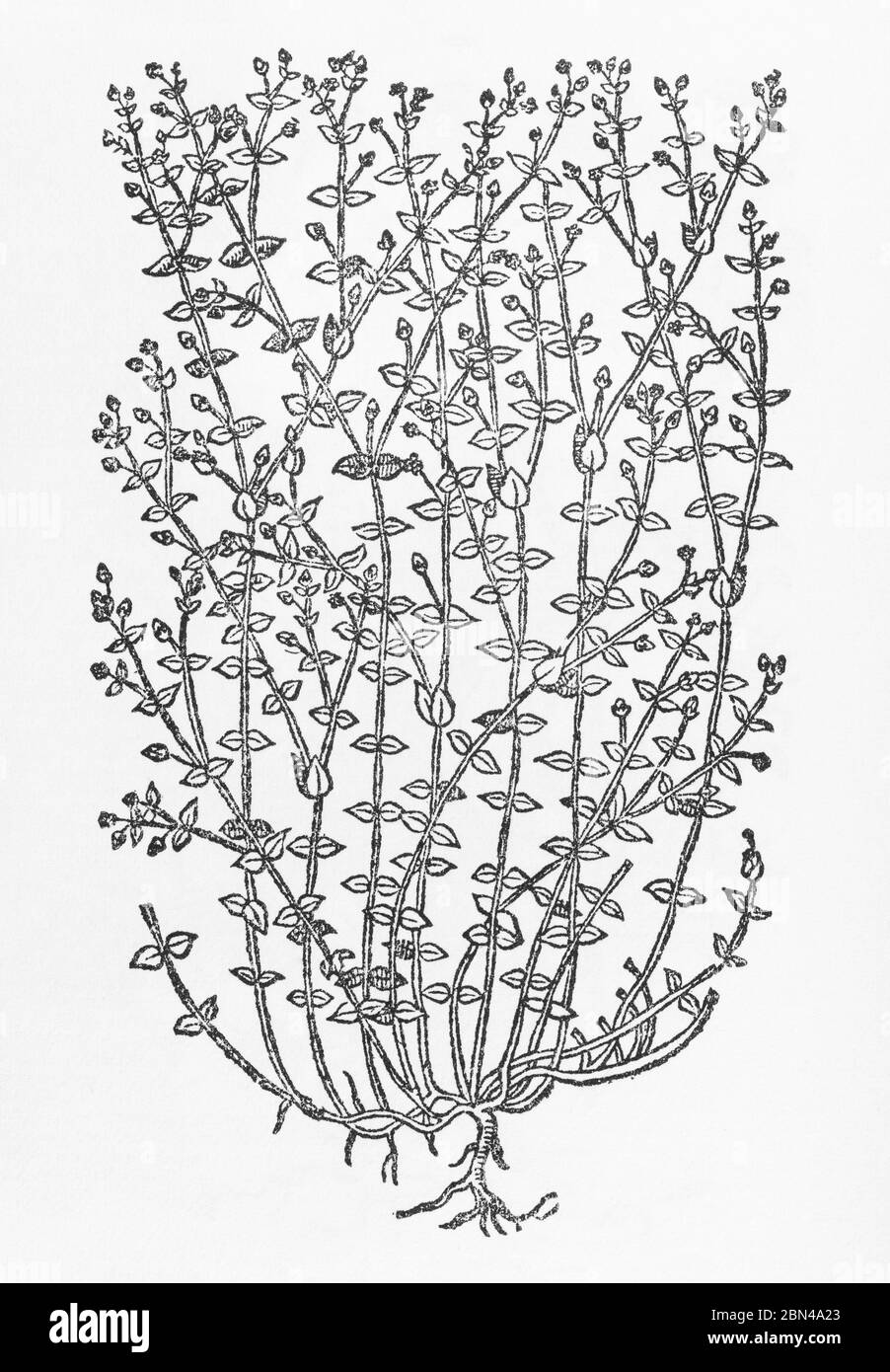 Laque de thym / Arenaria serpyllifolia bois coupé de Gerarde Herball, Histoire des plantes. Il l'appelle Fine Chickweed / Alsine minima. P488 Banque D'Images