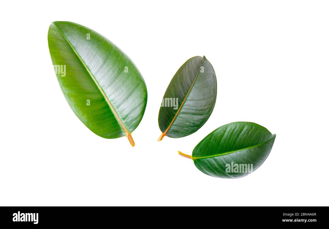 Gros plan Ficus Elastica feuille, Ficus indien isolé sur fond blanc Banque D'Images