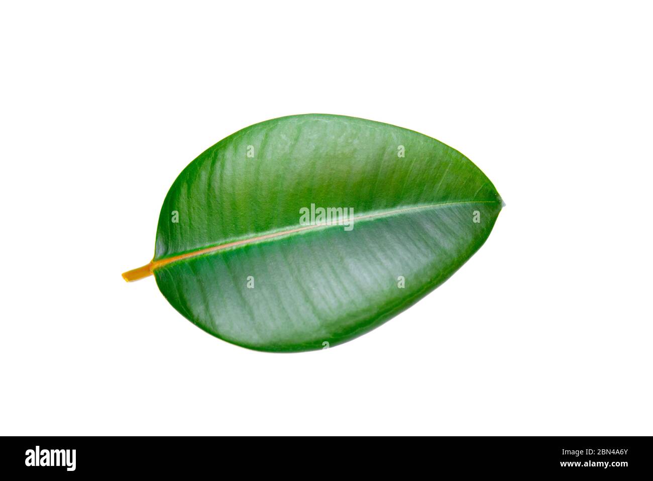 Gros plan Ficus Elastica feuille, Ficus indien isolé sur fond blanc Banque D'Images