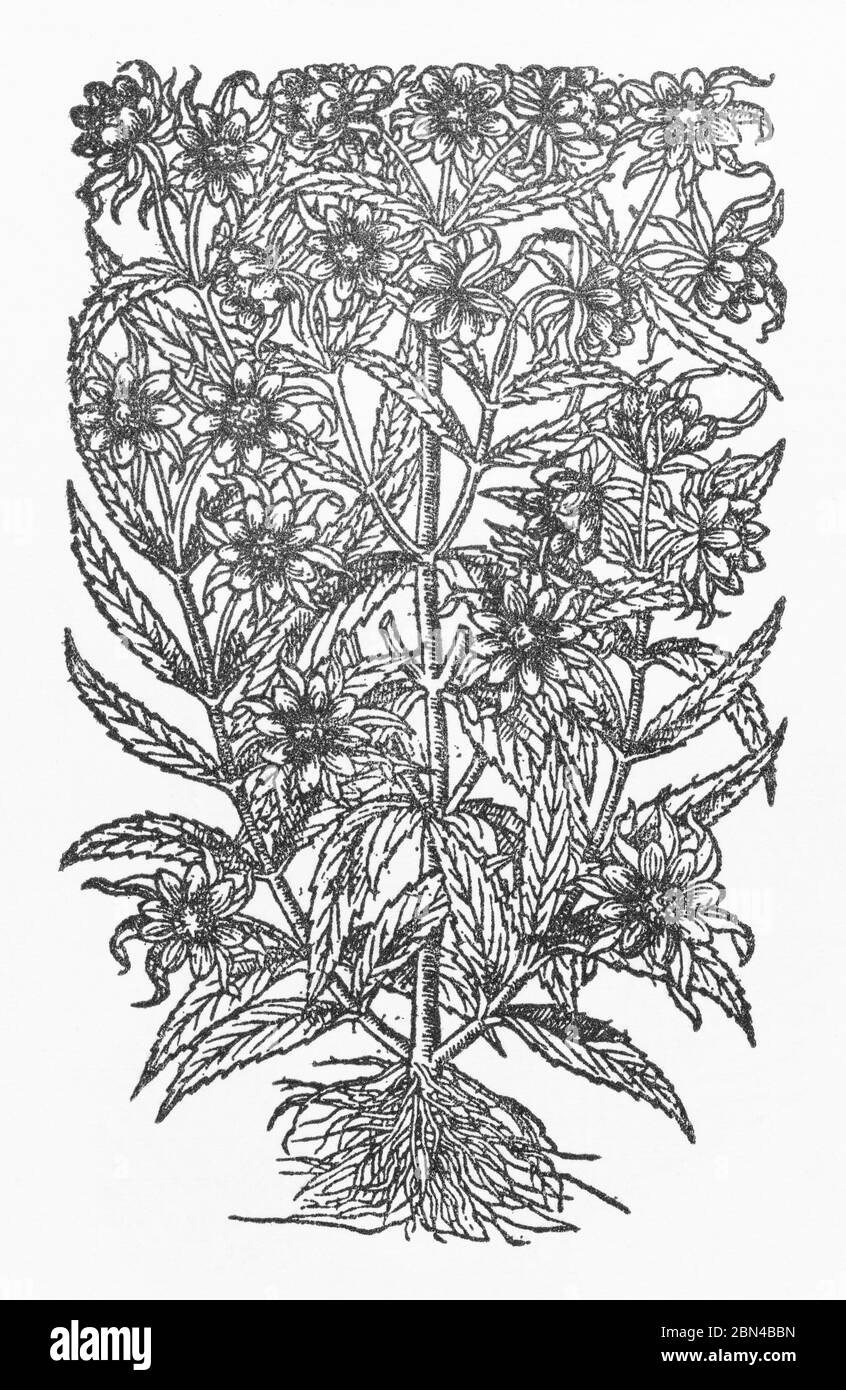 Hochement de la tête Bur-Marigold / Bidens cernua, coupe de bois de Gerarde's Herball, Histoire des plantes. Il l'appelle par erreur Hemp. Eau. P574 Banque D'Images