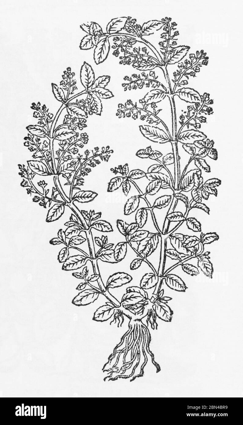 Brooklime / Veronica beccabunga plante bois de Gerarde Herball, Histoire des plantes. Brooklime une herbe médicinale riche en vitamine C. P496 Banque D'Images