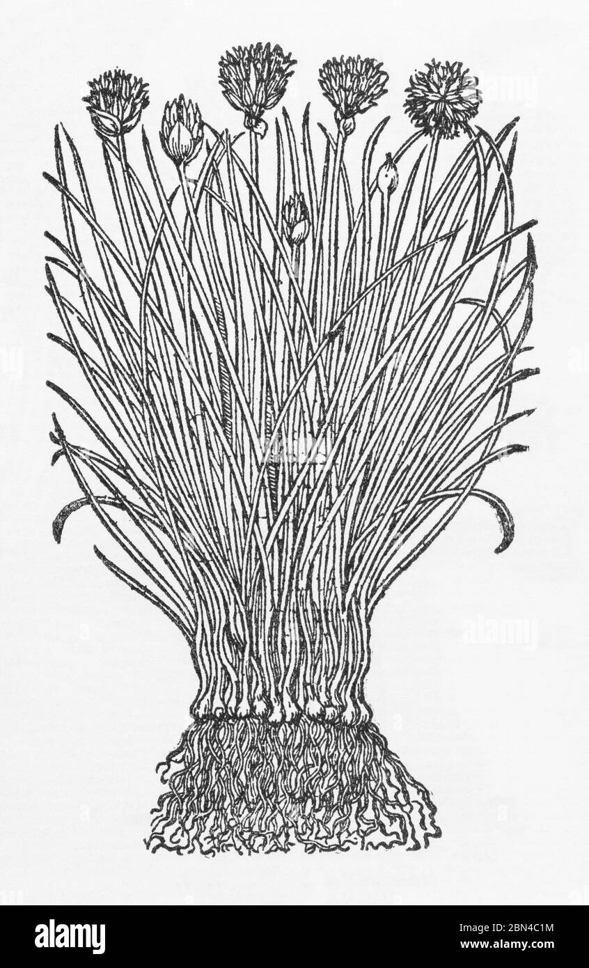 Ciboulette / Allium schoenoprasum plante bois de Gerarde Herball, Histoire des plantes. Une plante culinaire connue à travers le temps. P144 Banque D'Images