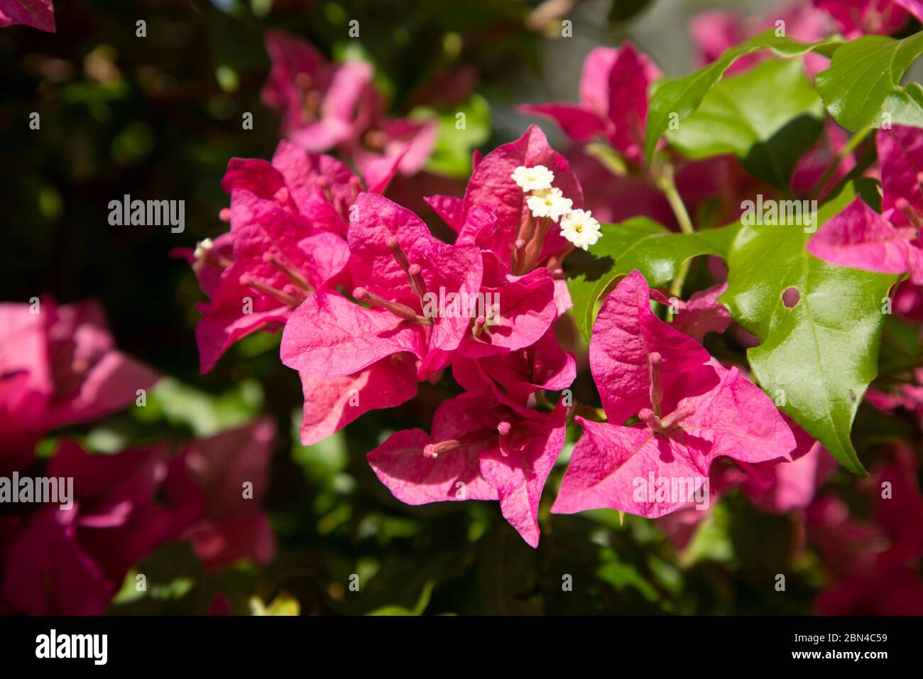 Fleurs roses Banque D'Images