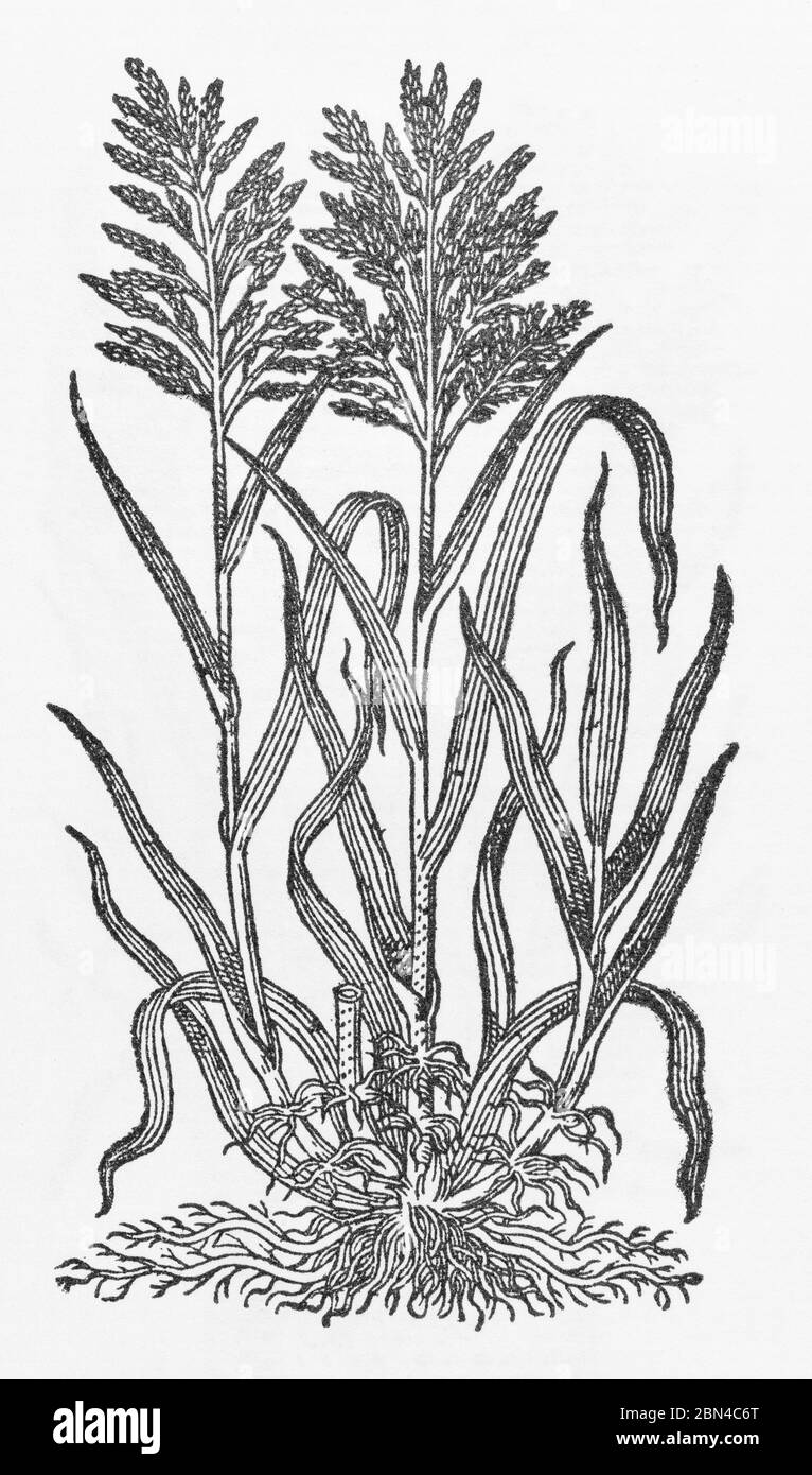 Reed Meadow Grass / Glyceria maxima, coupe de bois de Gerarde's Herball, Histoire des plantes. Il l'appelle Wilde Reed / Gramen harundinaceum. P7 Banque D'Images
