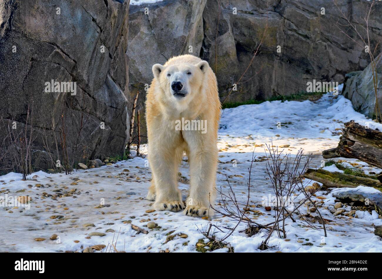 Ours de glace qui sillonnant un paysage enneigé dans un jardin zoologique, Autriche Banque D'Images