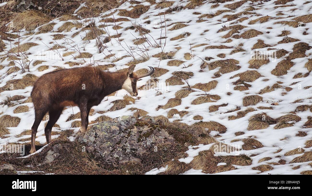 Chamois alpins ou Rupicapra rupicapra grimpant sur la roche montrant le profil latéral avec la fonte de la neige en arrière-plan. Banque D'Images