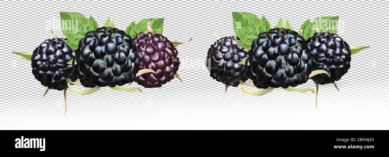 BlackBerry frais isolé sur fond blanc. Collection framboise noire mûre avec feuille verte. Gros plan sur les baies d'été. illustration 3d Banque D'Images