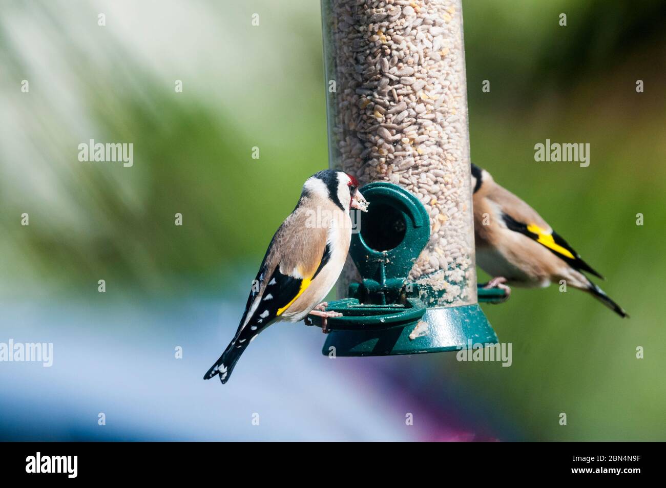 Une paire de goldfinches, Carduelis carduelis, sur un mangeoire à graines pour oiseaux de jardin. Banque D'Images