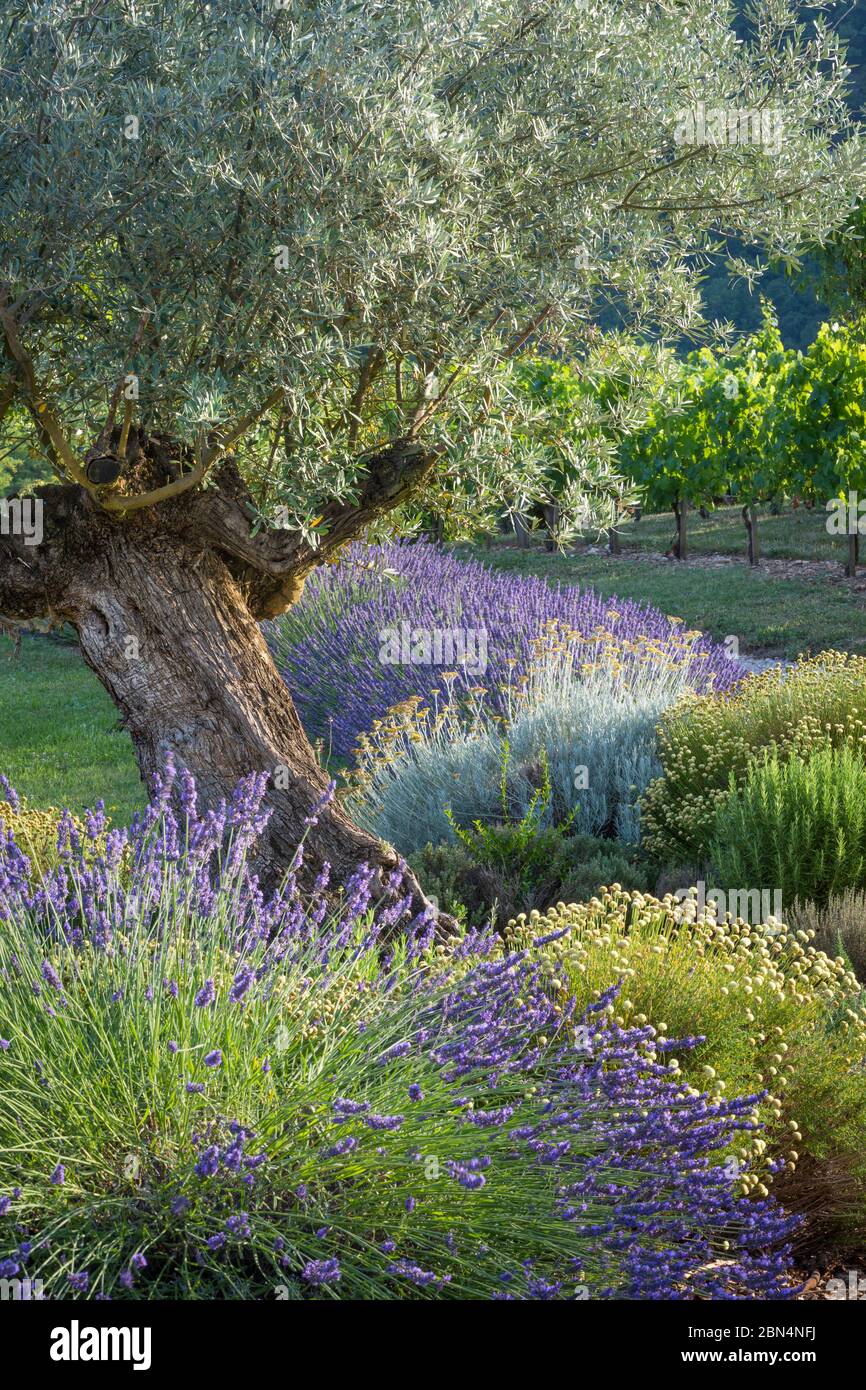 Olivier, de la lavande et des vignes dans le jardin près de Saint Cirq Lapopie, Midi-Pyrenees, France Banque D'Images