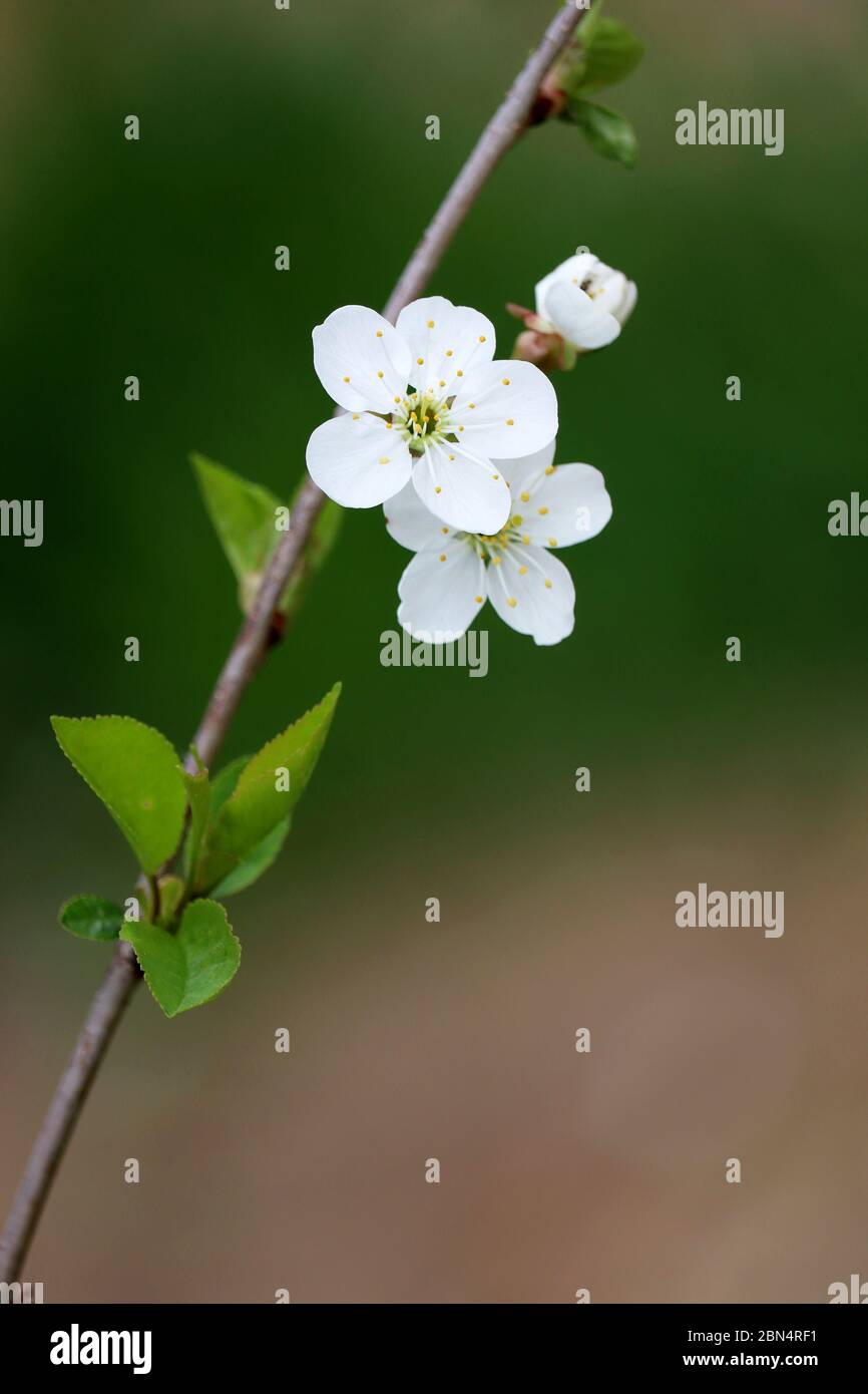 Fleur de cerisier au printemps sur fond vert naturel, photo verticale. Fleurs blanches sur une branche dans un jardin, couleurs douces Banque D'Images
