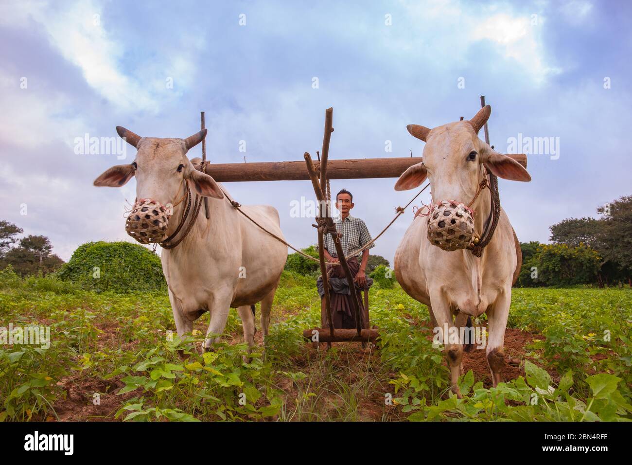 Bagan Myanmar - octobre 302013; agriculteur labourant la récolte avec deux oxen point de vue bas dans la scène rurale asiatique. Banque D'Images