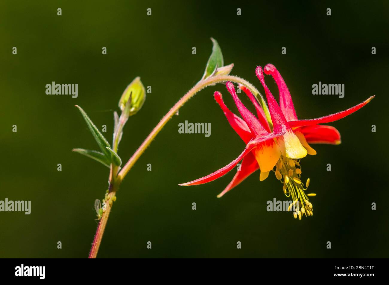 Aquilegia formosa, Colombie-Britannique, fleur sauvage Banque D'Images