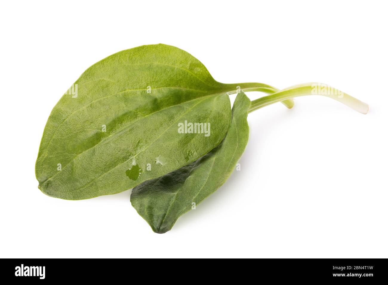 Deux feuilles de plantain isolées sur un fond blanc. Empilement de photos Banque D'Images
