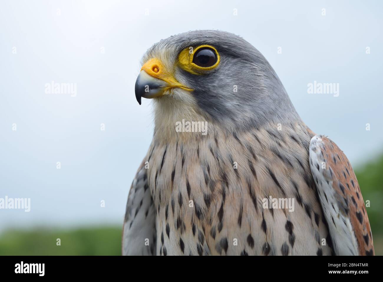 Kestrel close up of head Banque D'Images