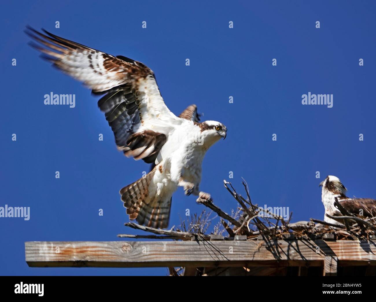 Un mâle américain Osprey, Pandion haliatus, également appelé aigle à poissons, en vol près de son nid sur les rives de la rivière Deschutes à Bend, en Oregon. Banque D'Images