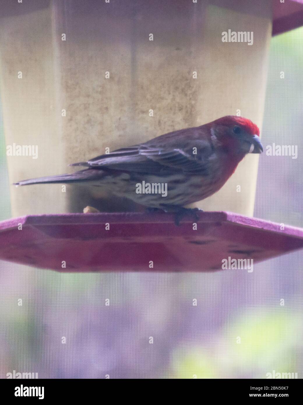 Un finch de maison masculine est assis sur le bord d'un mangeoire à oiseaux rouges avec une graine dans sa bouche. Banque D'Images