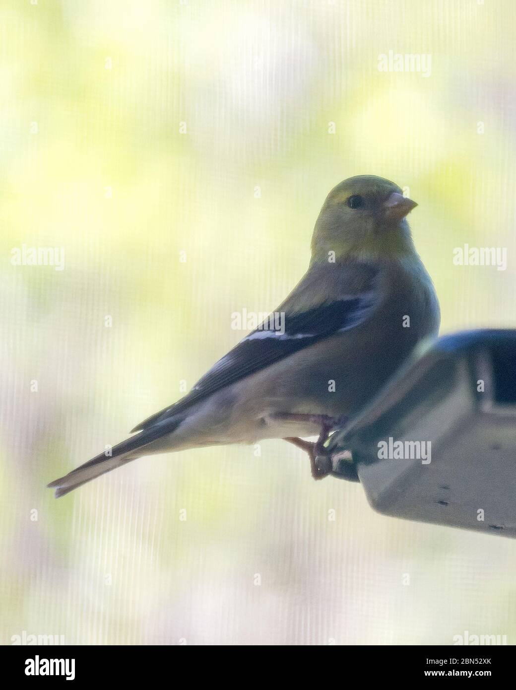 Vue rapprochée d'une femelle de finch dorée perchée sur le côté d'un couloir d'alimentation. Vue latérale avec observation des oiseaux à l'appareil photo. Arrière-plan flou. Banque D'Images